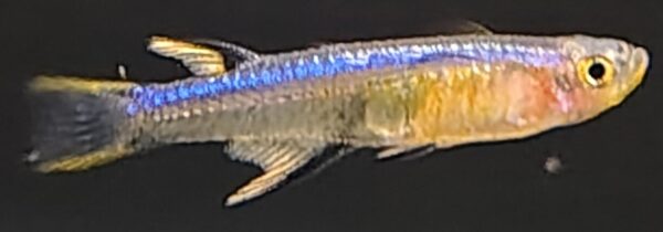 Pseudomugil cyanodorsalis (Pseudomugil cyanodorsalis) |commons:File:Pseudomugil cyanodorsalis.jpg