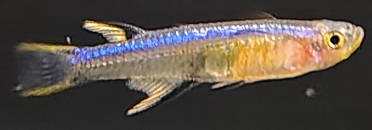 Pseudomugil cyanodorsalis (Pseudomugil cyanodorsalis) |commons:File:Pseudomugil cyanodorsalis.jpg