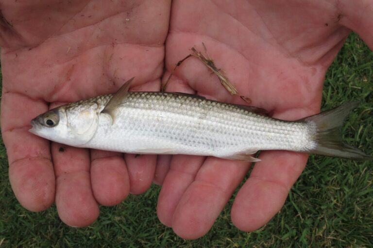Pseudomyxus capensis (Pseudomyxus capensis) |commons:File:Pseudomyxus capensis.jpg