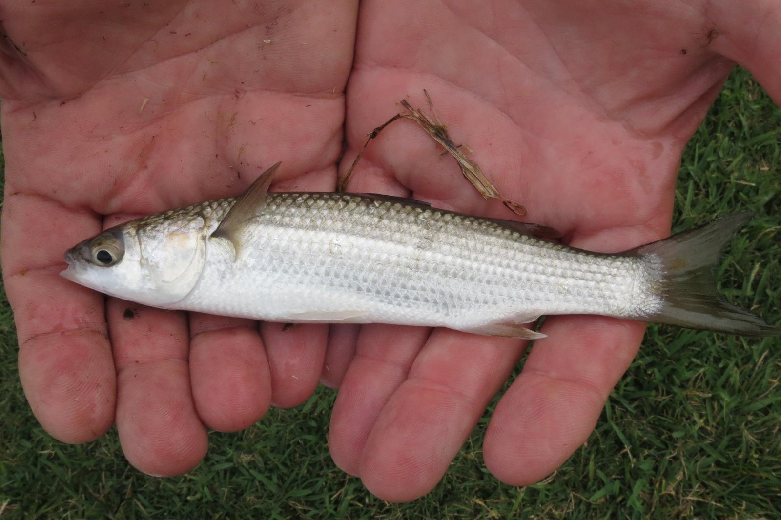 Pseudomyxus capensis (Pseudomyxus capensis) |commons:File:Pseudomyxus capensis.jpg