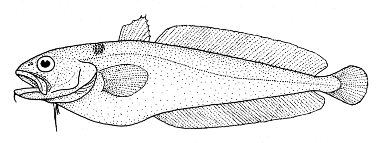 Pseudophycis breviuscula (Pseudophycis breviuscula) |commons:File:Pseudophycis breviuscula (Northern bastard codling).gif