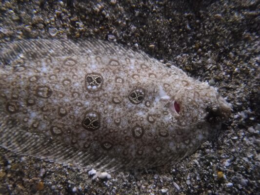 Pseudorhombus dupliciocellatus (Pseudorhombus dupliciocellatus) |commons:File:Pseudorhombus dupliciocellatus.jpg