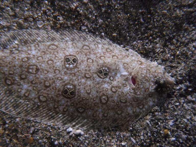 Pseudorhombus dupliciocellatus (Pseudorhombus dupliciocellatus) |commons:File:Pseudorhombus dupliciocellatus.jpg