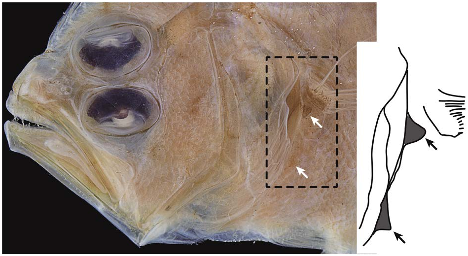 Pseudorhombus quinquocellatus (Pseudorhombus quinquocellatus) |commons:File:Pseudorhombus quinquocellatus (10.12782-specdiv.29.9) Figure 7.png