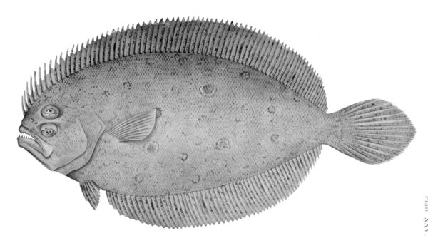 Pseudorhombus spinosus (Pseudorhombus spinosus) |commons:File:Pseudorhombus spinosus.jpg