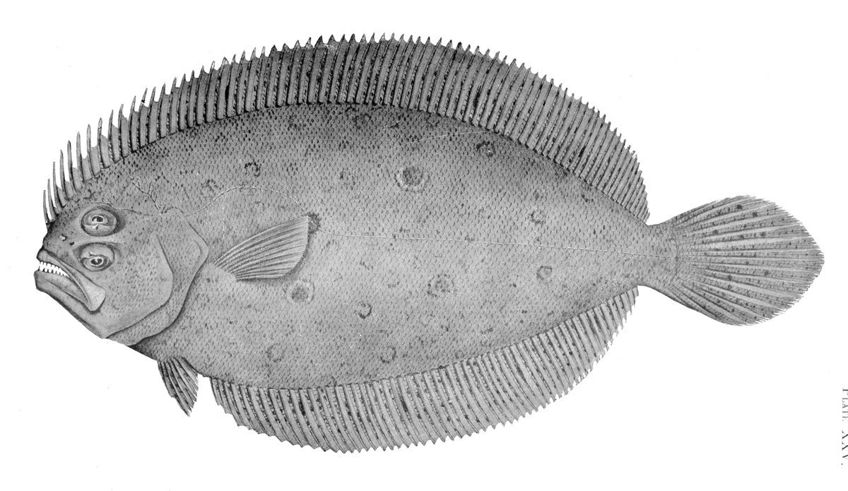 Pseudorhombus spinosus (Pseudorhombus spinosus) |commons:File:Pseudorhombus spinosus.jpg