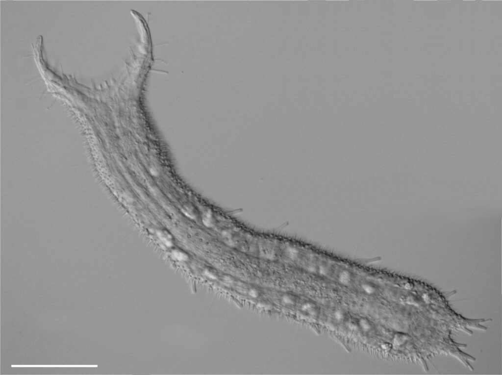 Pseudostomella etrusca Pseudostomella etrusca