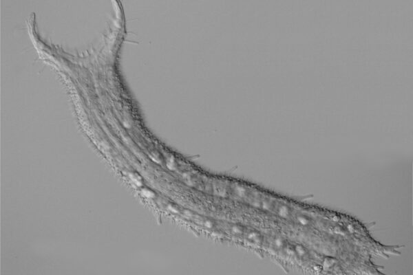 Pseudostomella etrusca Pseudostomella etrusca