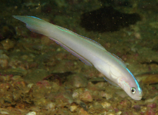Ptereleotris randalli (Ptereleotris randalli) |commons:File:Ptereleotris randalli.png