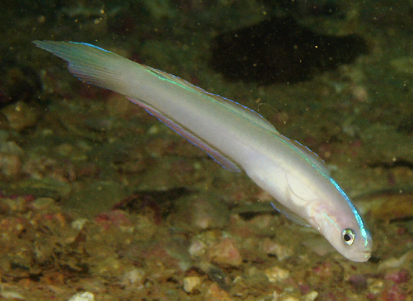 Ptereleotris randalli (Ptereleotris randalli) |commons:File:Ptereleotris randalli.png