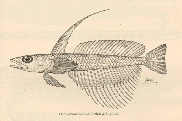 Pteropsaron evolans (Pteropsaron evolans) |commons:File:FMIB 41138 Pteropsaron evolans Jordan & Snyder.jpeg