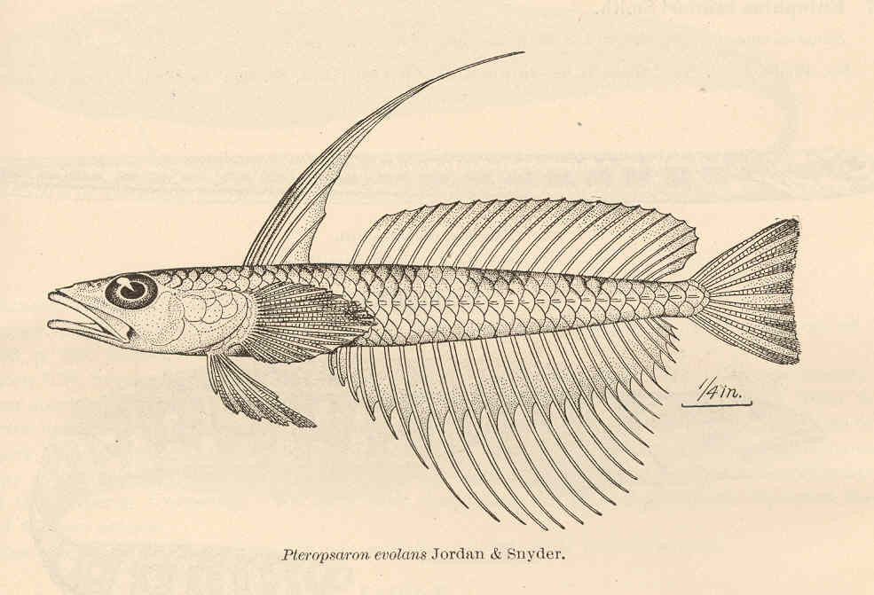 Pteropsaron evolans (Pteropsaron evolans) |commons:File:FMIB 41138 Pteropsaron evolans Jordan & Snyder.jpeg