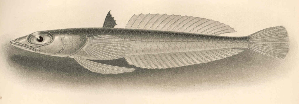 Pteropsaron incisum (Pteropsaron incisum) |commons:File:FMIB 42720 Pteropsaron incisum Gilbert Type.jpeg