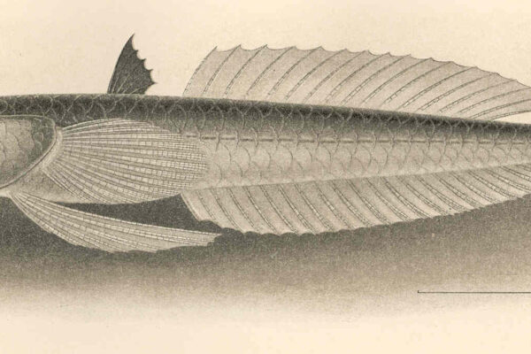 Pteropsaron incisum (Pteropsaron incisum) |commons:File:FMIB 42720 Pteropsaron incisum Gilbert Type.jpeg