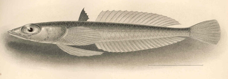 Pteropsaron incisum (Pteropsaron incisum) |commons:File:FMIB 42720 Pteropsaron incisum Gilbert Type.jpeg
