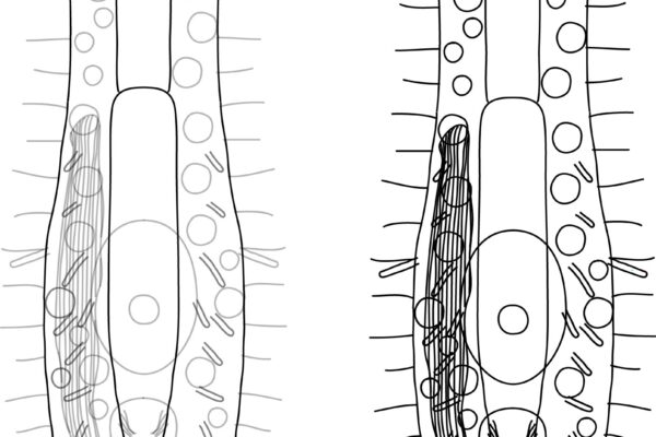Ptychostomella bergensis Ptychostomella bergensis