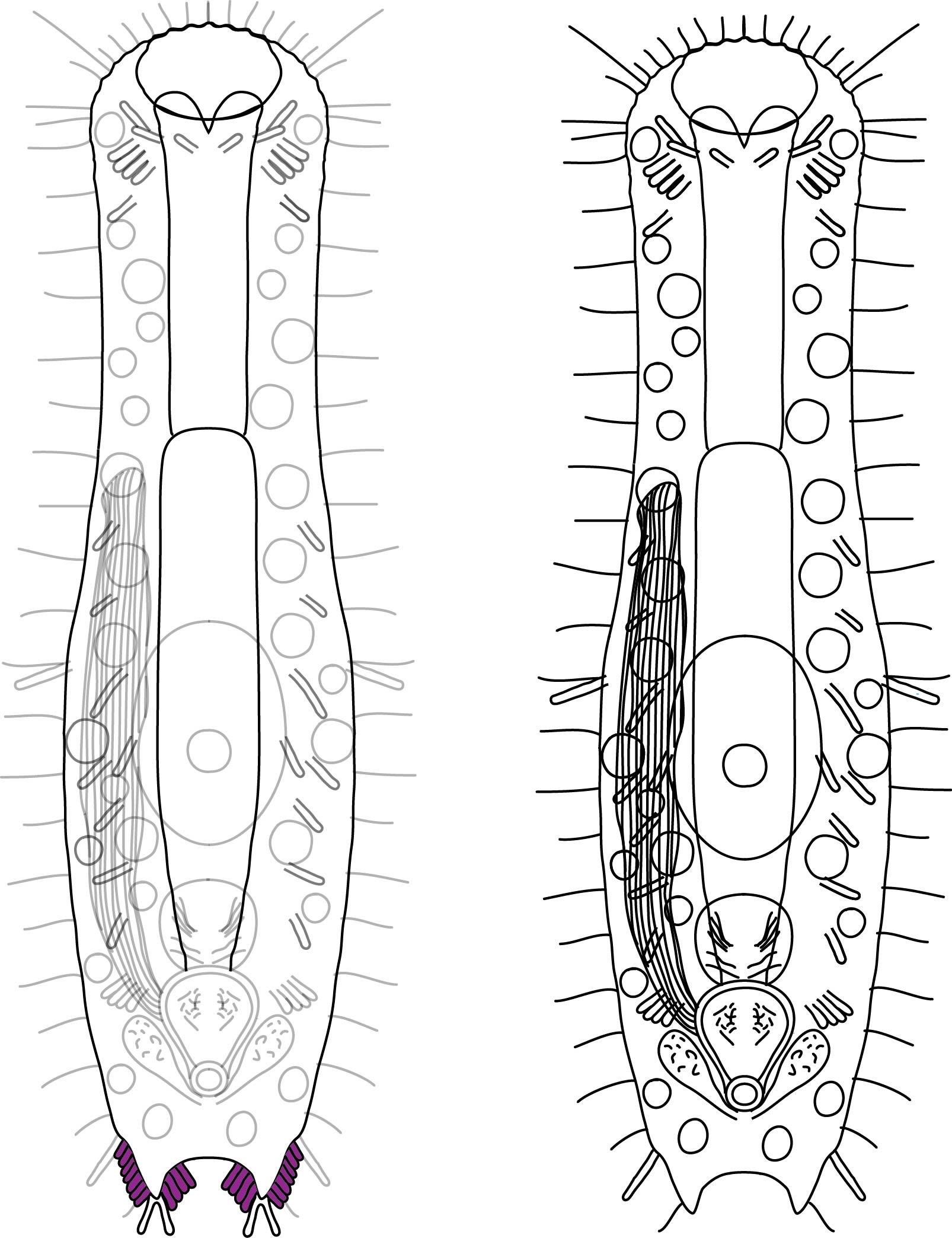 Ptychostomella bergensis Ptychostomella bergensis