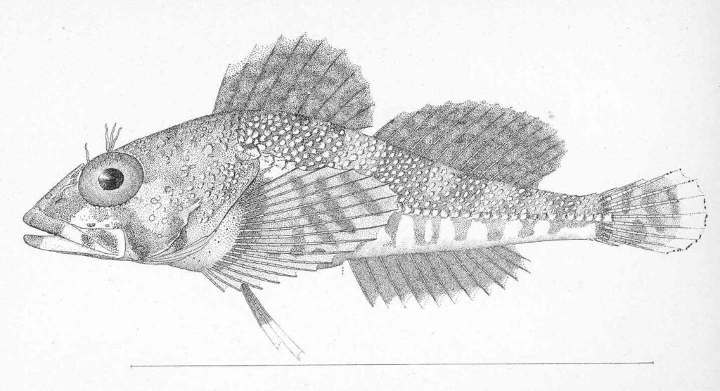 Puget Sound Sculpin (Ruscarius meanyi) |commons:File:FMIB 47907 Ruscarius meanyi.jpeg