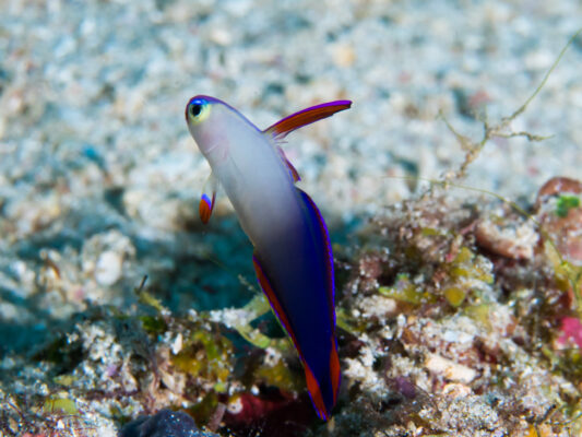 Purple Firefish (Nemateleotris decora) |commons:File:Decorated dartfish (Nemateleotris decora) (43710164492).jpg