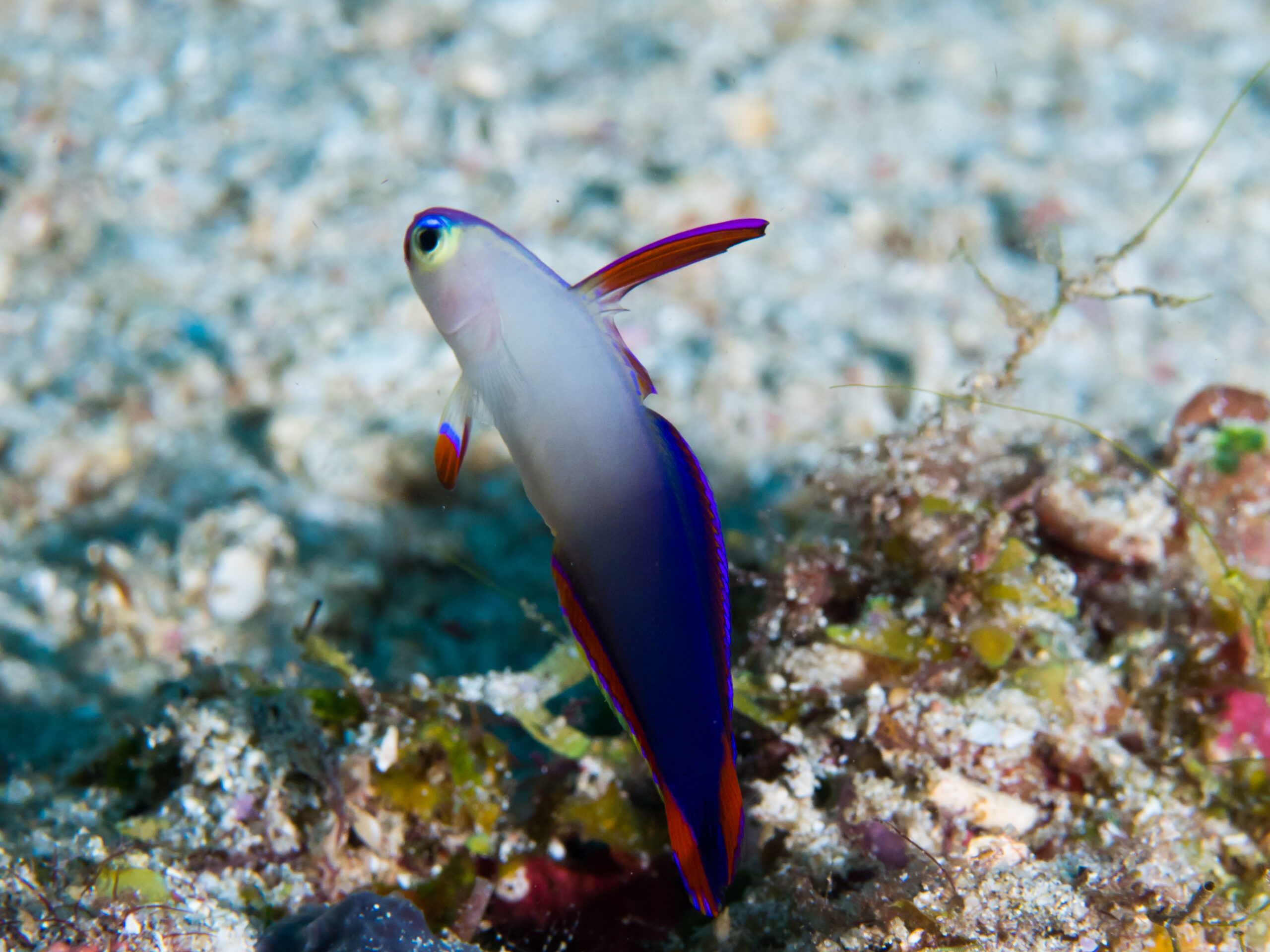 Purple Firefish (Nemateleotris decora) |commons:File:Decorated dartfish (Nemateleotris decora) (43710164492).jpg