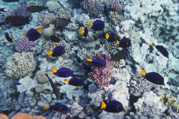Purple Tang (Zebrasoma xanthurum) |commons:File:Blauer Segelflossendoktor (Zebrasoma xanthurum).DSCF7026OB.jpg
