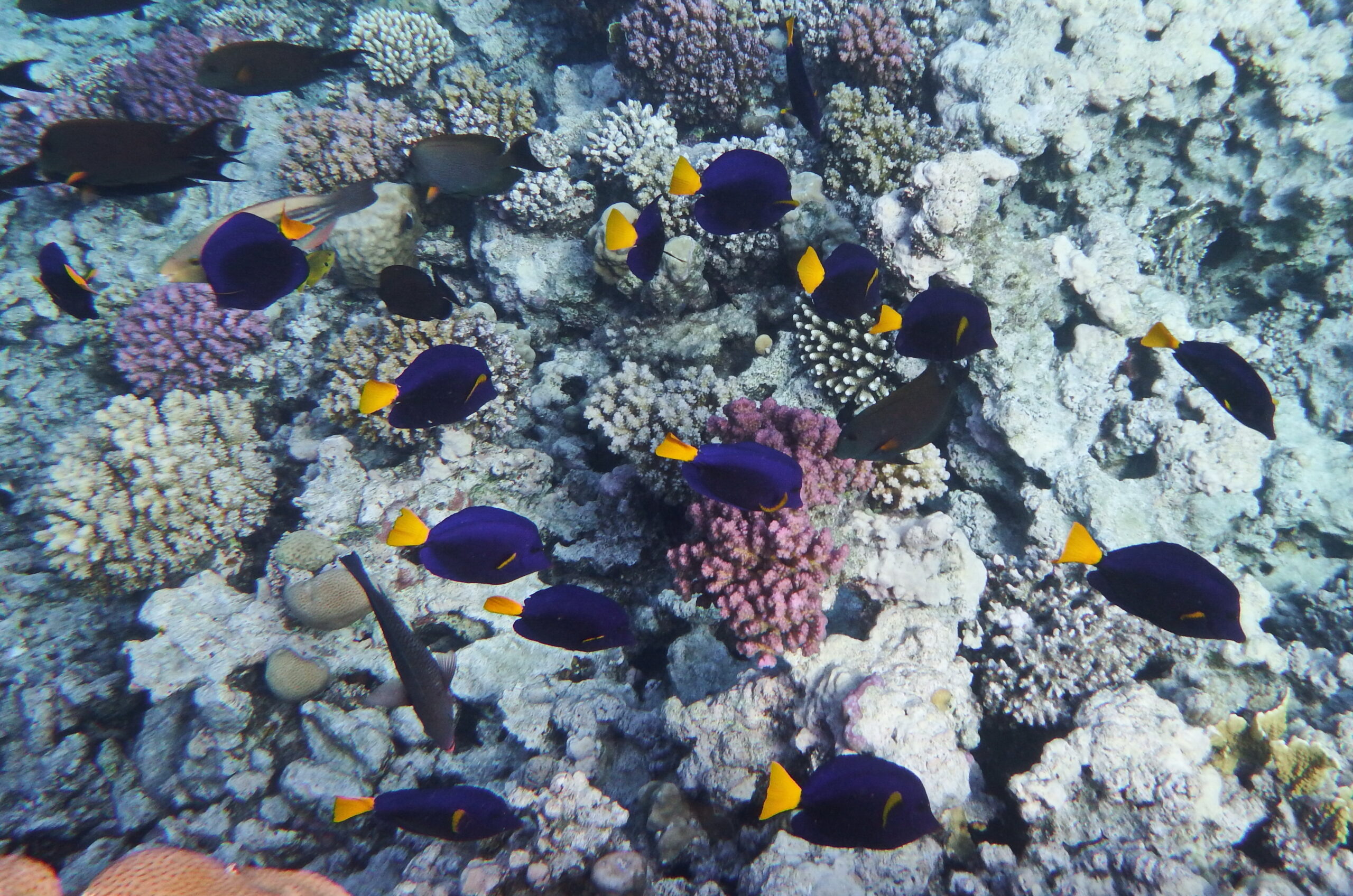 Purple Tang (Zebrasoma xanthurum) |commons:File:Blauer Segelflossendoktor (Zebrasoma xanthurum).DSCF7026OB.jpg