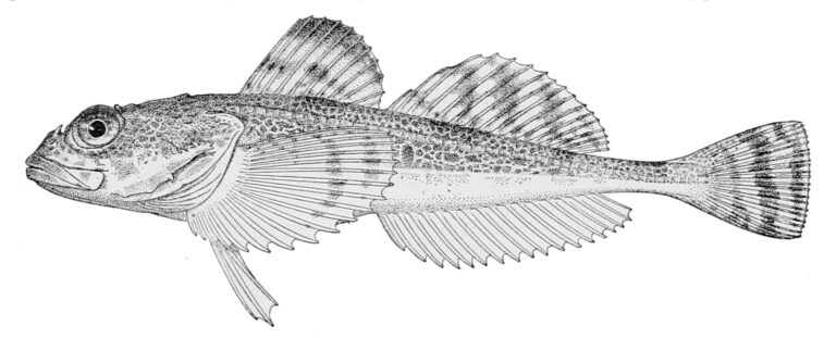 Purplegray Sculpin (Gymnocanthus detrisus) |commons:File:Gymnocanthus detrisus.jpg