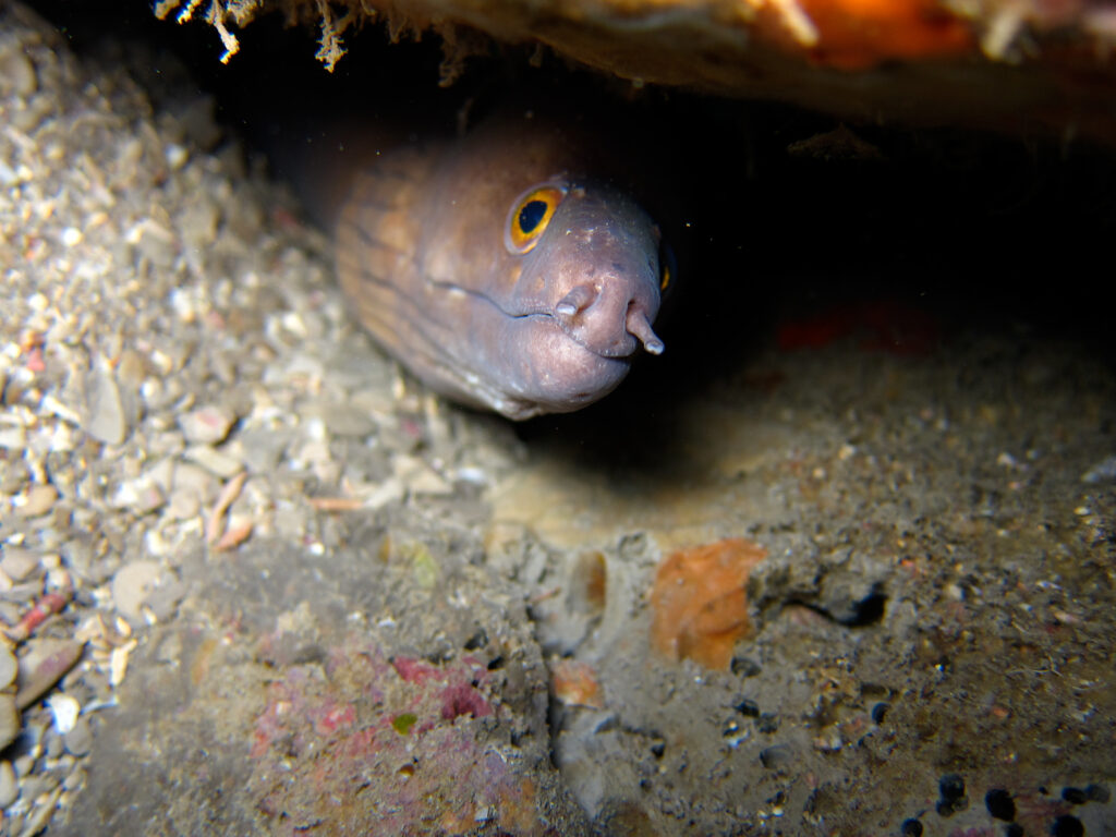 Purplemouth Moray (Gymnothorax vicinus) |commons:File:Gymnothorax vicinus - Sanc1513.jpg