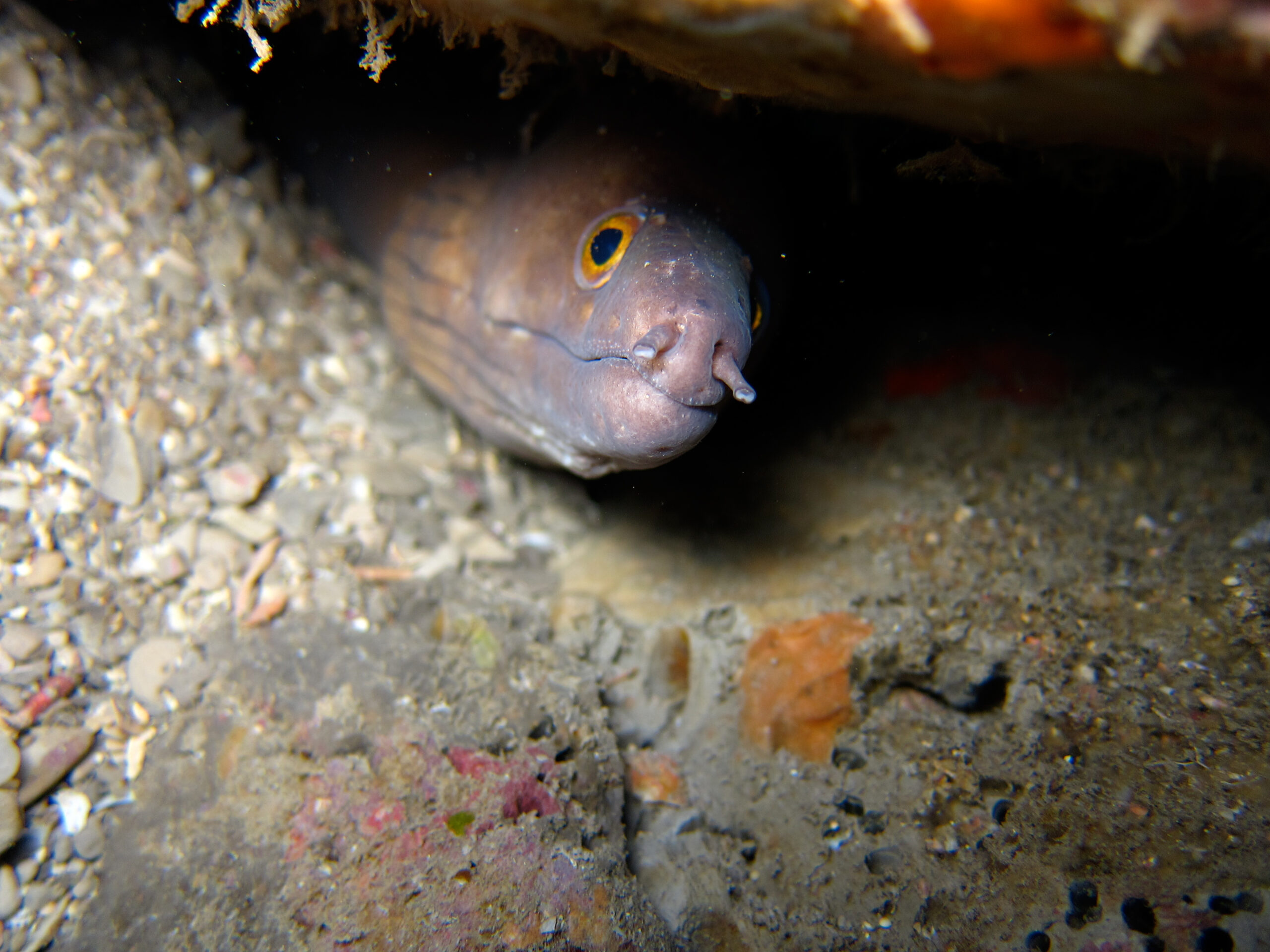 Purplemouth Moray (Gymnothorax vicinus) |commons:File:Gymnothorax vicinus - Sanc1513.jpg