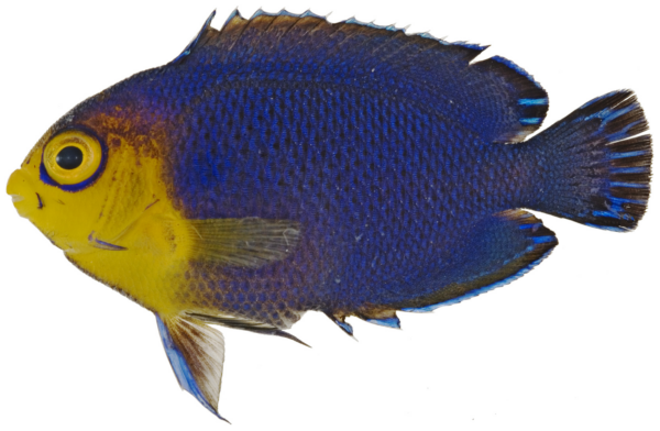 Pygmy Angelfish (Centropyge argi) |commons:File:Centropyge argi - pone.0010676.g102.png