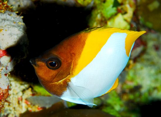 Pyramid Butterflyfish (Hemitaurichthys polylepis) |commons:File:Hemitaurichthys polylepis.jpg
