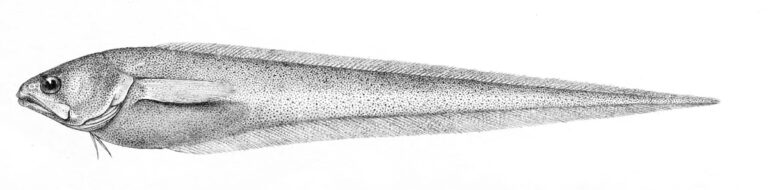 Pyramodon punctatus (Pyramodon punctatus) |commons:File:Pyramodon punctatus.jpg