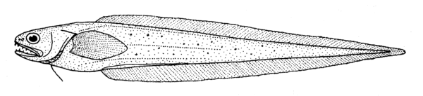 Pyramodon ventralis (Pyramodon ventralis) |commons:File:Pyramodon ventralis (no common name).gif