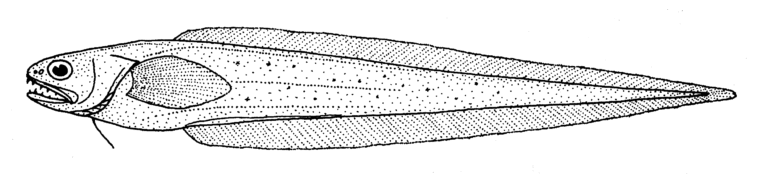 Pyramodon ventralis (Pyramodon ventralis) |commons:File:Pyramodon ventralis (no common name).gif