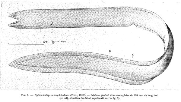 Pythonichthys microphthalmus (Pythonichthys microphthalmus) |commons:File:Pythonichthys microphthalmus.jpg