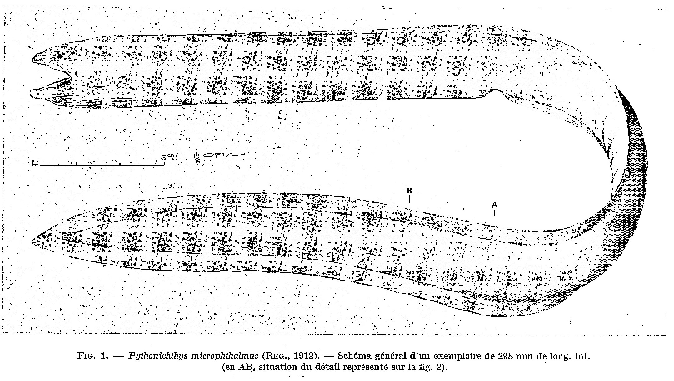 Pythonichthys microphthalmus (Pythonichthys microphthalmus) |commons:File:Pythonichthys microphthalmus.jpg