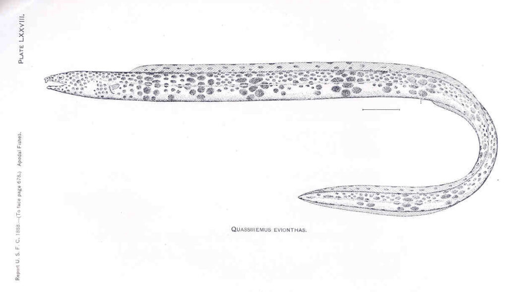 Quassiremus evionthas (Quassiremus evionthas) |commons:File:FMIB 33372 Quassiremus Evionthas.jpeg