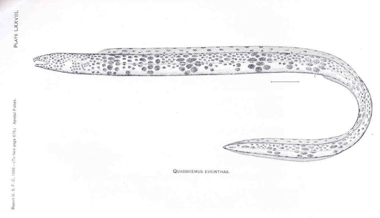 Quassiremus evionthas (Quassiremus evionthas) |commons:File:FMIB 33372 Quassiremus Evionthas.jpeg