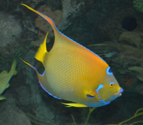 Queen Angelfish (Holacanthus ciliaris) |commons:File:1 Holacanthus ciliaris.jpg
