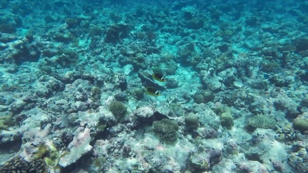 Raccoon Butterflyfish (Chaetodon lunula) |commons:File:Chaetodon lunula 348653537.jpg