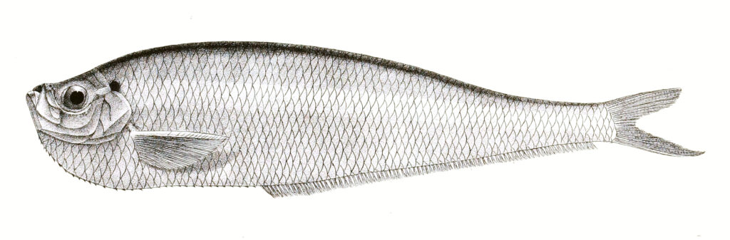 Raconda russeliana (Raconda russeliana) |commons:File:Raconda russelliana Day 163.jpg