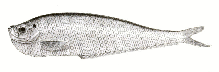 Raconda russeliana (Raconda russeliana) |commons:File:Raconda russelliana Day 163.jpg