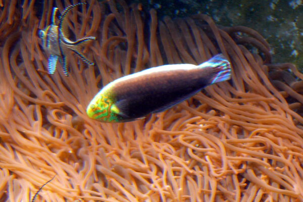 Radiant Wrasse (Halichoeres iridis) |commons:File:Halichoeres iridis.JPG
