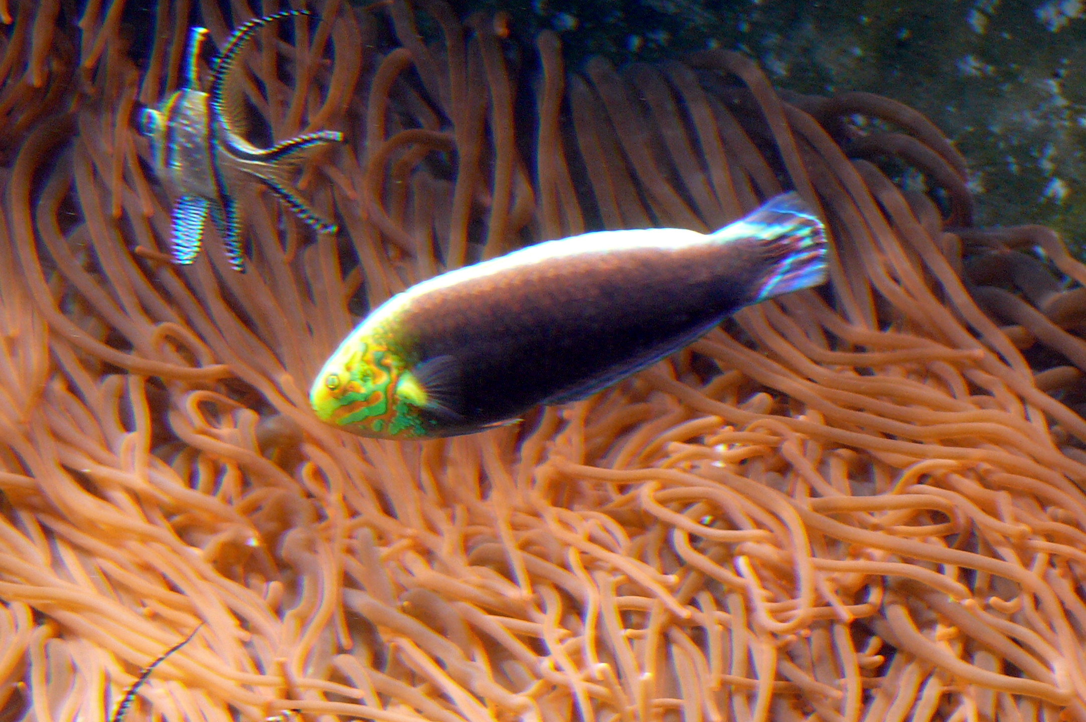 Radiant Wrasse (Halichoeres iridis) |commons:File:Halichoeres iridis.JPG