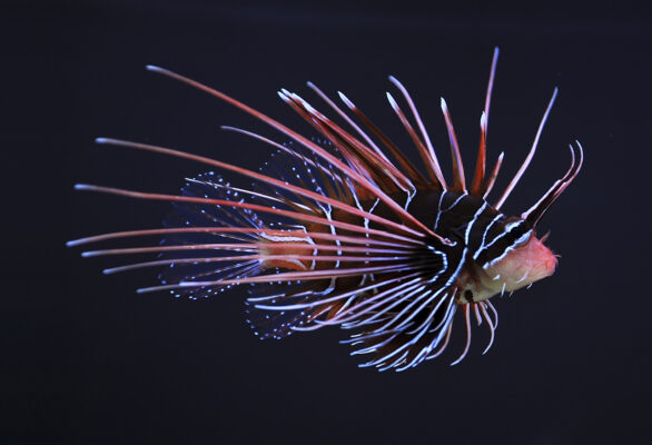 Radiata Lionfish (Pterois radiata) |commons:File:Clearfin lionfish (Pterois radiata).JPG