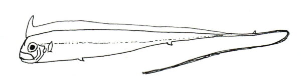 Radiicephalus elongatus (Radiicephalus elongatus) |commons:File:Radiicephalus elongatus.JPG