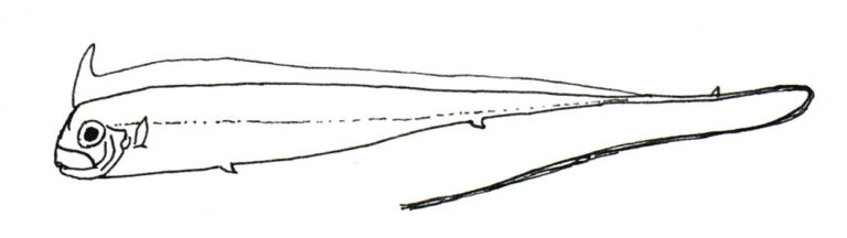 Radiicephalus elongatus (Radiicephalus elongatus) |commons:File:Radiicephalus elongatus.JPG