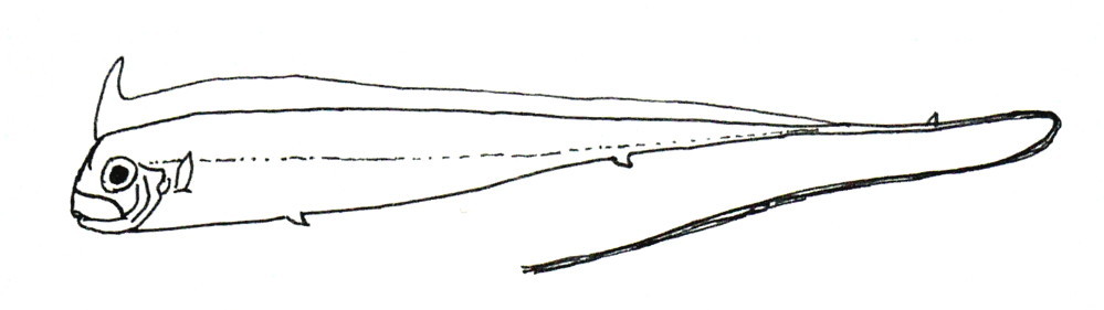 Radiicephalus elongatus (Radiicephalus elongatus) |commons:File:Radiicephalus elongatus.JPG