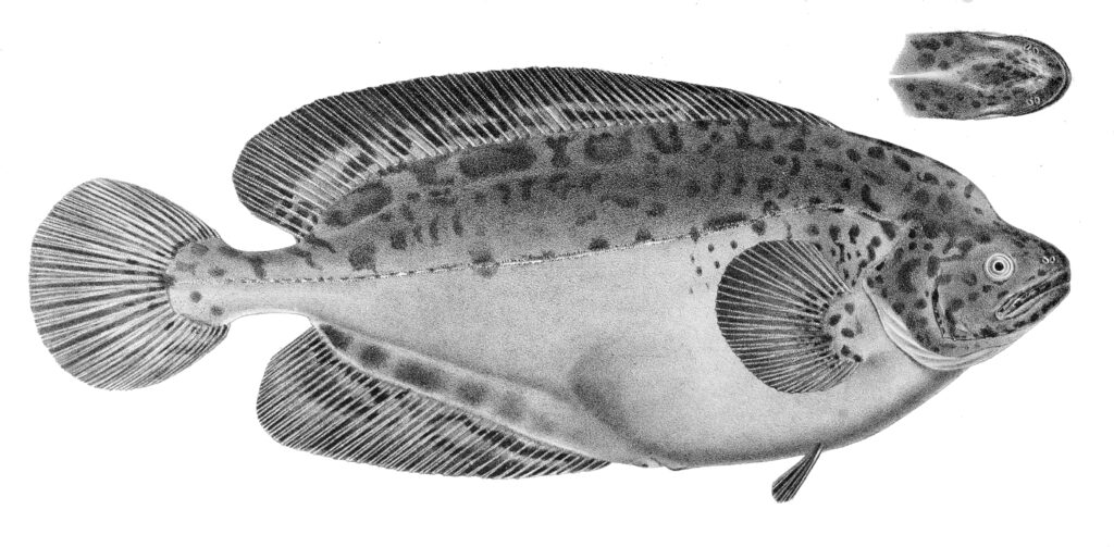 Ragfish (Icosteus aenigmaticus) |commons:File:Icosteus aenigmaticus.jpg