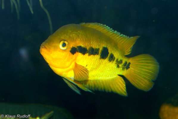 Rainbow Cichlid (Herotilapia multispinosa) |commons:File:Herotilapia multispinosa.jpg